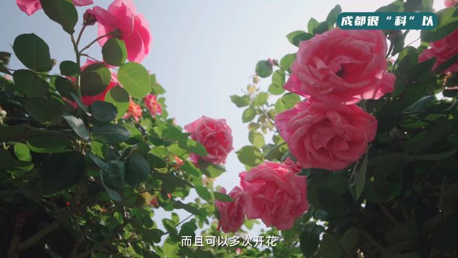 改善了以前花卉对进口的依赖.jpg